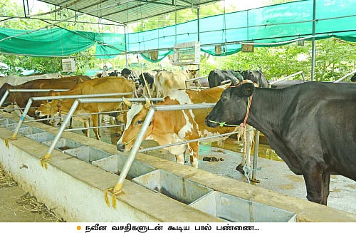 22 மாடுகள்... மாதம் ஒரு லட்சம்! பழுதில்லாமல் லாபம் கொடுக்கும் பால் பண்ணை!