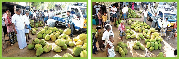 பலா சந்தைக்குப் போவோமா?