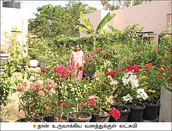 மொட்டை மாடியில் ஒரு வனம்