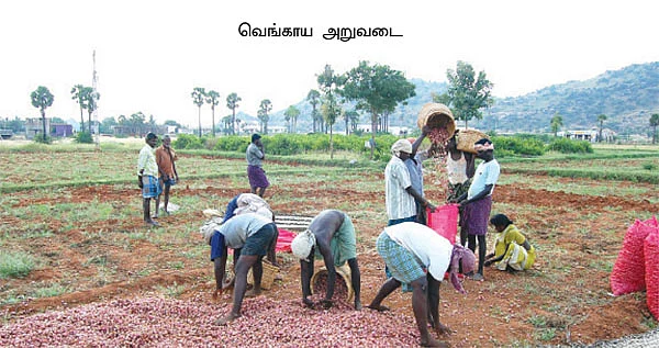 சின்ன வெங்காயம் சோகம்!