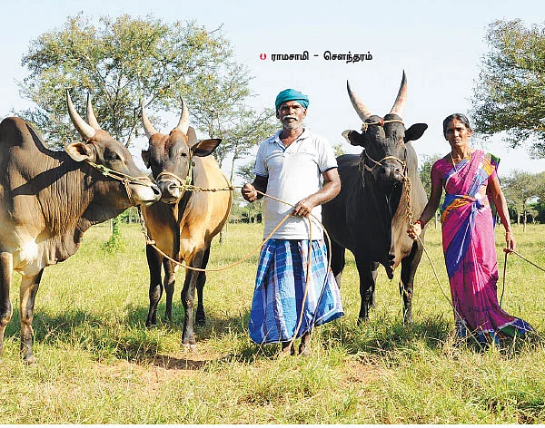 "பசுமாட்டு வருமானத்தில் பந்தாவா கல்யாணத்தை நடத்தினோம்!"