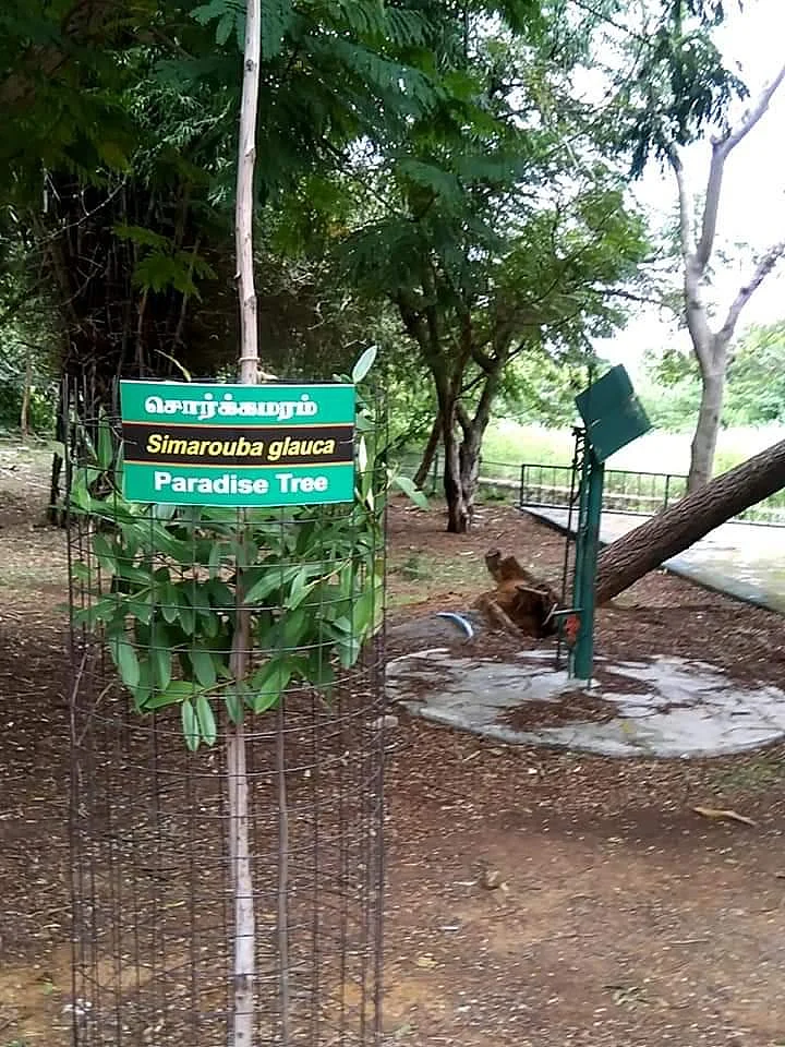 வண்டலூர் பூங்காவில் வெளிநாட்டு மரங்கள்... நாட்டு மரங்களுக்கு ஆபத்தா?!