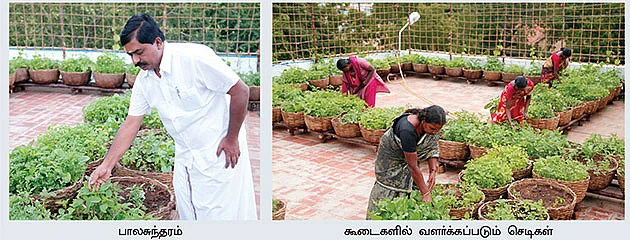 'வீட்டுத் தோட்டங்கள்...'
