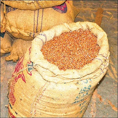 நிலையான வருமானம் கொடுக்கும் சோளம்!