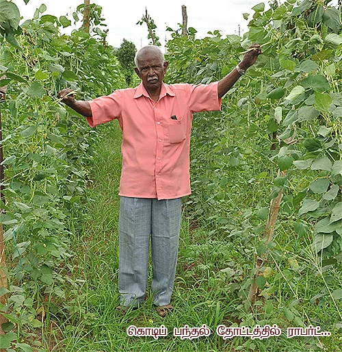 கொடி பீன்ஸ்....மானாவாரியில் ஒரு மகத்தான சாகுபடி