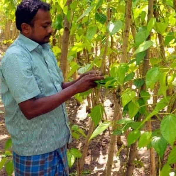 ``வீடுதோறும் வெற்றிலைக்கொடி வளர்ப்போம்” - சங்கக் கூட்டத்தில் தீர்மானம் நிறைவேற்றிய வெற்றிலை விவசாயிகள்