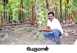 சமவெளியிலும் சளைக்காமல் வளரும் மிளகு!