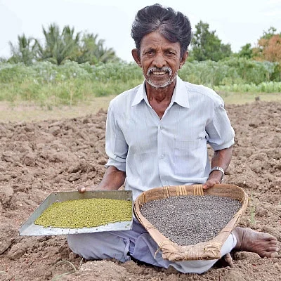 மானாவாரியிலும் மகத்தான லாபம் கொடுக்கும் பாசிப்பயறு,உளுந்து!