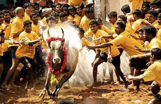 திமிறும் தமிழகம்: அவசரச் சட்டம் பிறப்பித்தார் ஆளுநர்! அலங்காநல்லூரில் நாளை ஜல்லிக்கட்டு #LiveUpdate