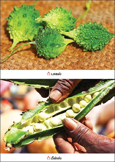 மொச்சை, வெள்ளரி, வரகு... ‘விதைகளின் தாய்’ ஒம்பாலம்மா!