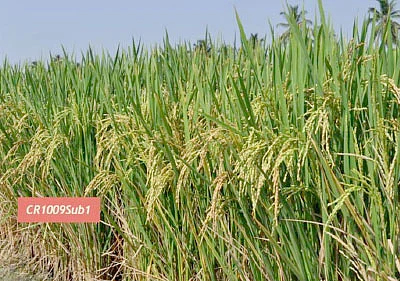 நெல், சோளம், கோதுமை...