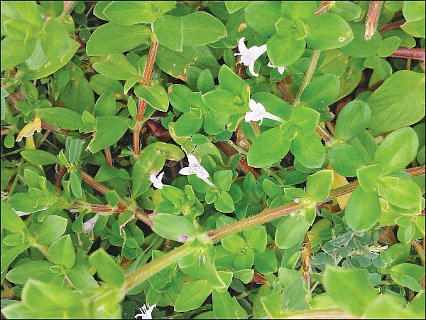 மாதவிடாய்க் கோளாறு நீக்கும் நத்தைச் சூரி! - நாட்டு வைத்தியம்