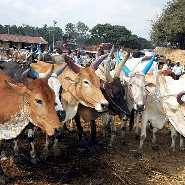 மாட்டிறைச்சித் தடைக்கு எதிராக மேகாலயா சட்டப்பேரவையில் தீர்மானம்!