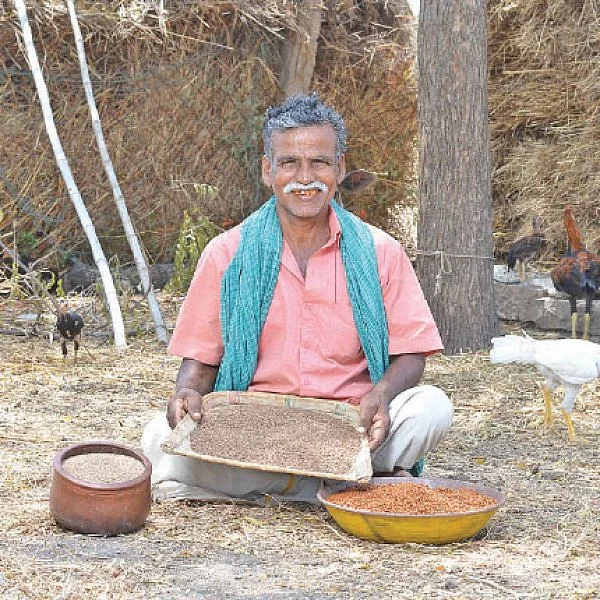 சிறப்பான வருமானம் கொடுக்கும் சிறுதானியங்கள்! - வரகு, கேழ்வரகு, துவரை...