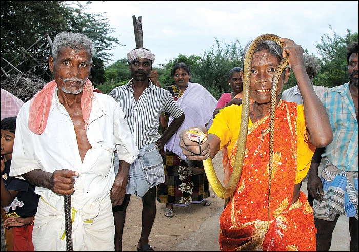 “பாம்பெல்லாம் எனக்கு பச்சப்புள்ள மாதிரி!”