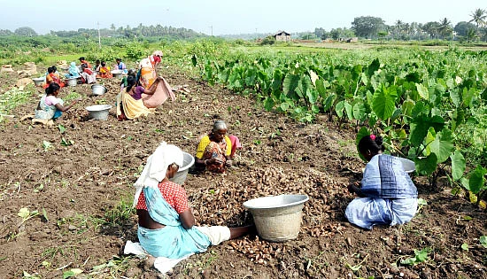 செழிப்பான வருமானம் தரும் சேம்பு!