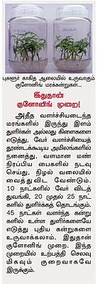 மலைவேம்பு... மானாவாரியிலும் மகசூல்