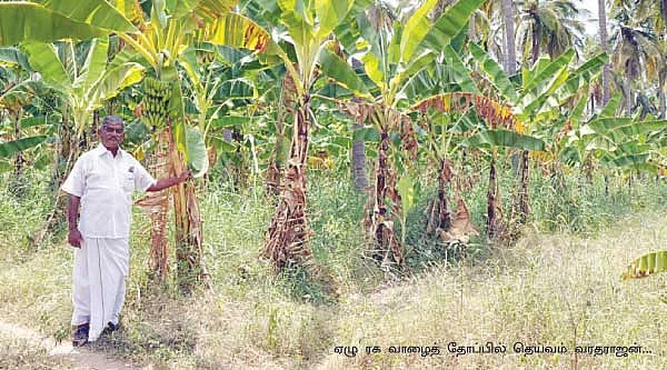 8 ஏக்கரில் ரூ.4 லட்சம் ஏற்றம் தந்த ஏழு ரக வாழை..!