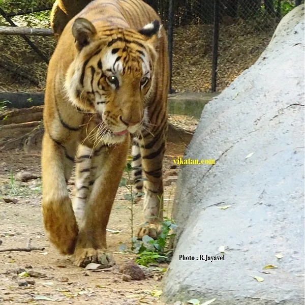 ஆகஸ்ட் 15-ம் தேதி வண்டலூர் உயிரியல் பூங்கா திறந்திருக்கும்!