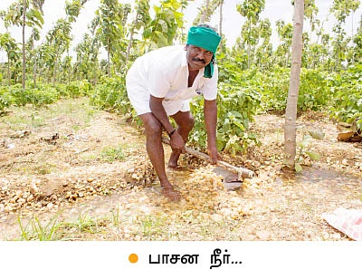 கூழாங்கல் நிலத்தில் குதூகல கத்திரி!