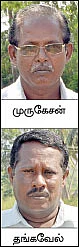வறட்சியிலும் வளமான மகசூல்...நம்பிக்கை கொடுத்த நடவு துவரை...