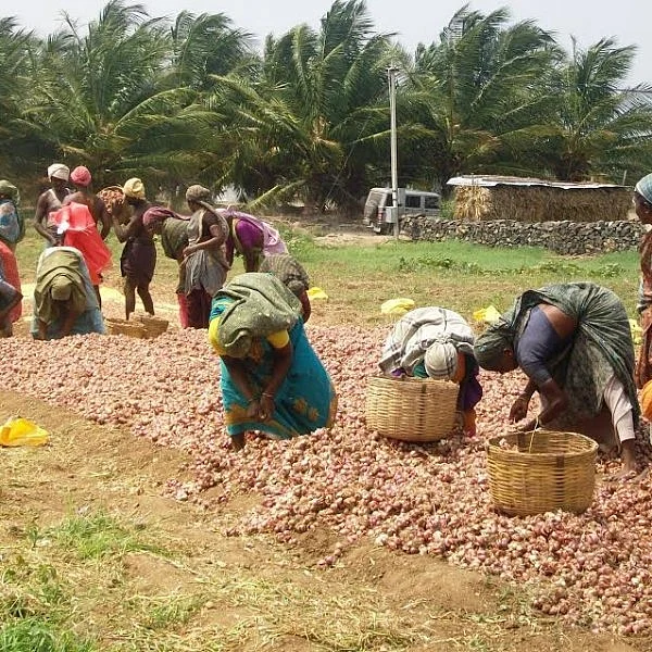 வெங்காயம்