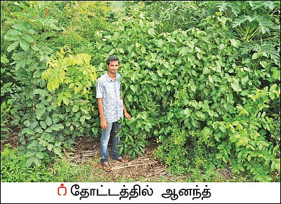 மியாவாக்கி... மரம் வளர்ப்பின் அடுத்தகட்டம்! - குறைந்த இடத்தில் அதிக மரங்கள்!