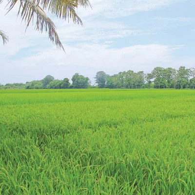 அதிக மகசூல் தரும் மானாவாரி ரகங்கள்...