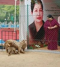 புலிக்குட்டிகளுக்கு பெயர் சூட்டினார் ஜெயலலிதா (படங்கள்)
