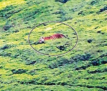 ஊட்டி வனத்துறையினருக்கு தண்ணிக்காட்டும் புலி!