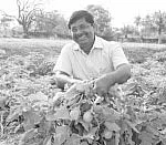இயற்கையில் இனிக்கும் கத்திரி!