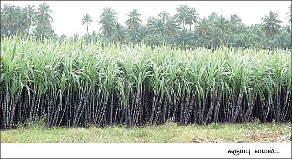 அரை ஏக்கரில், 1,200 கட்டு... பங்கம் இல்லா வருமானம்...