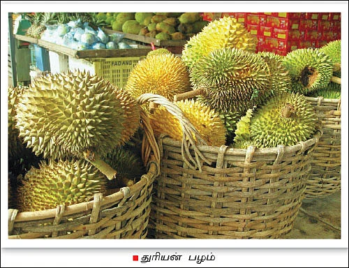 பசுமை கொஞ்சும் பாக்குமரத் தீவு!