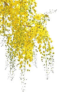 பொன் நிற மேனிக்கு ஆவாரம்பூ!