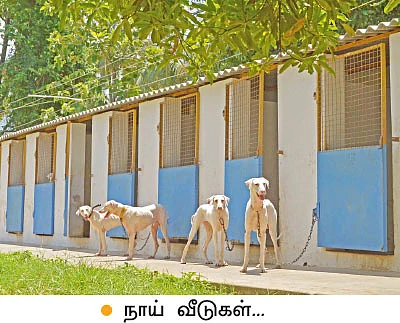 என் செல்லமே...