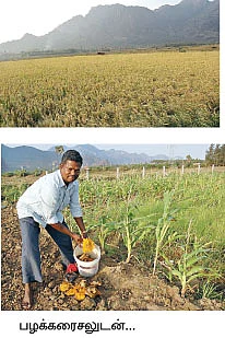 பலன் பெருக்கும் பழக்கரைசல்..!