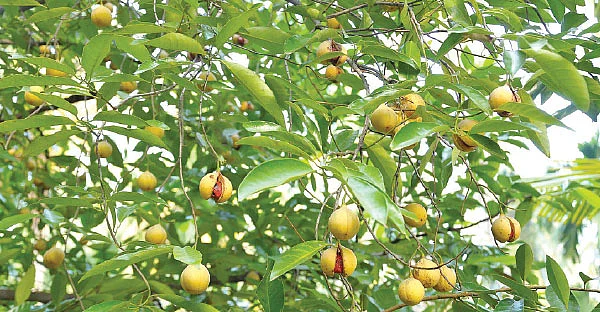 10 ஏக்கர் ரூ10 லட்சம் லாபம் தென்னை, பாக்கு, ஜாதிக்காய்...