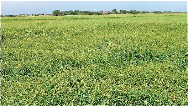 பயிர்க் காப்பீடு செய்வோம்... இழப்பீடு பெறுவோம்!
