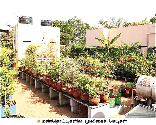 மொட்டை மாடியில் ஒரு வனம்