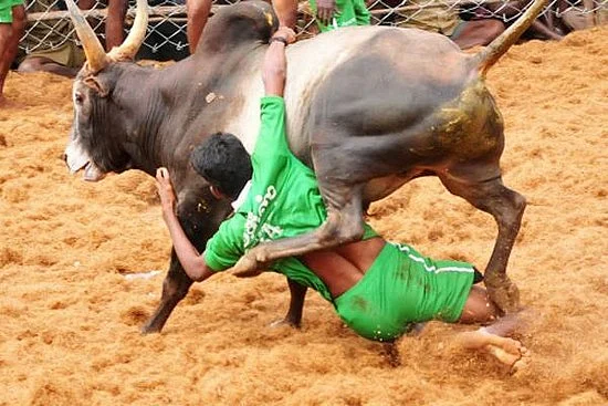 Can the Tamil Nadu government pass an Ordinance to allow Jallikattu to go on?
