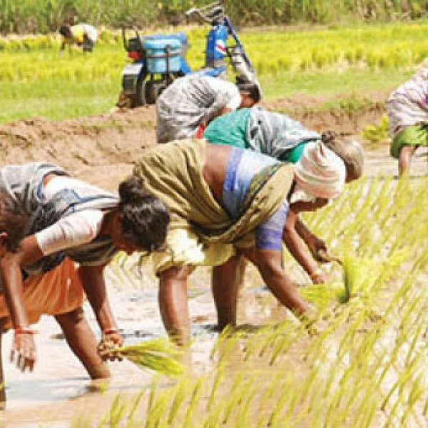 பசுமை ஒலி