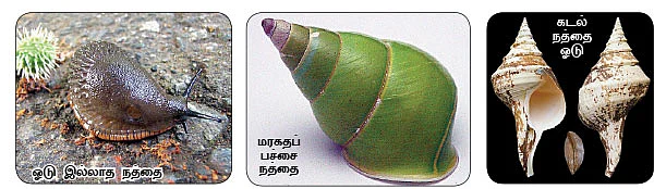 மாயா டீச்சரின் மந்திரக் கம்பளம்