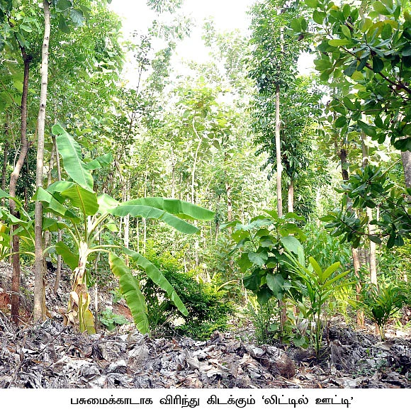 120 ஏக்கர்... 50 ஆயிரம் மரங்கள்...