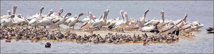 காகம், கிளி, மைனா, சிட்டுக்குருவி... - மரங்களை வளர்க்கும் பறவைகள்..!