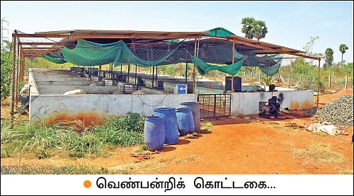 பணம் குவிக்கும் பண்ணைத்தொழில்கள் - 4 - வெண்பன்றி... கழிவுகளைப் பணமாக்கும் கால்நடை!