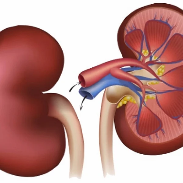 சிறுநீரகம் பற்றி இதெல்லாம் உங்களுக்கு தெரியுமா? #WorldKidneyDay #Interactive