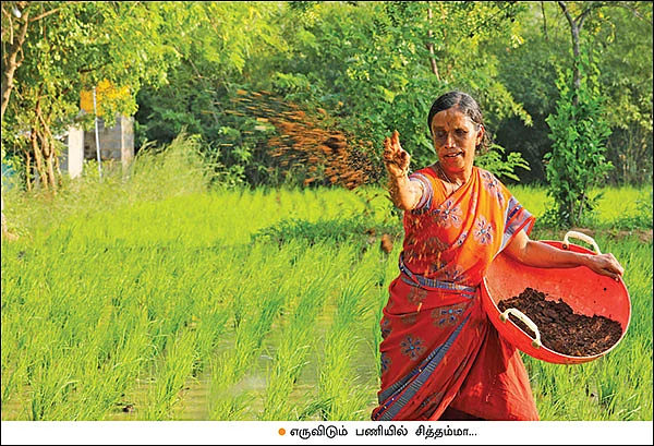ஏக்கருக்கு ரூ. 99,000... நம்மாழ்வார் கற்றுக்கொடுத்த நல்ல சாகுபடி!
