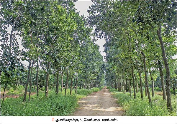 வருமானத்துக்கு மா, வாழை... சூழலுக்கு வேங்கை, குமிழ்..!