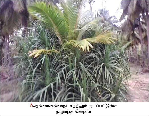 நீங்கள் கேட்டவை: தென்னங்கன்றுகளைக் காக்கும் தாழம்பூச் செடி!