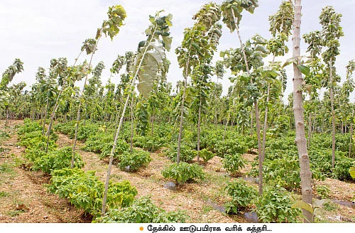 கூழாங்கல் நிலத்தில் குதூகல கத்திரி!